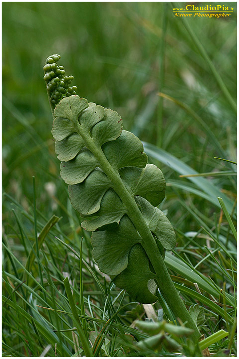 botrychium lunaria, felce, pteridofita in Alta Val d'Aveto